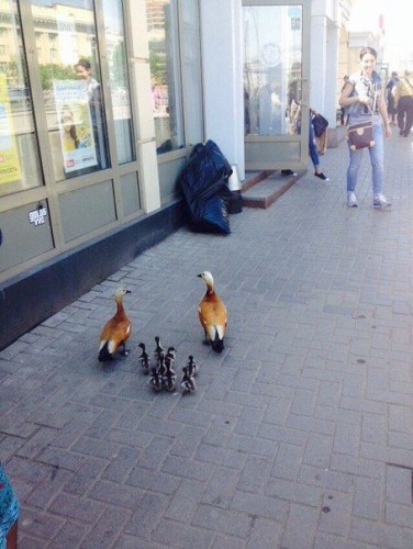 Огари.jpg