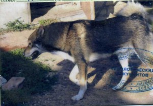 img209.jpg (58.9 КБ) Просмотров: 24486 img209.jpg