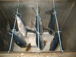 IMG_0123.JPG