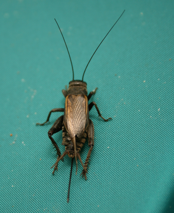 gryllus.jpg