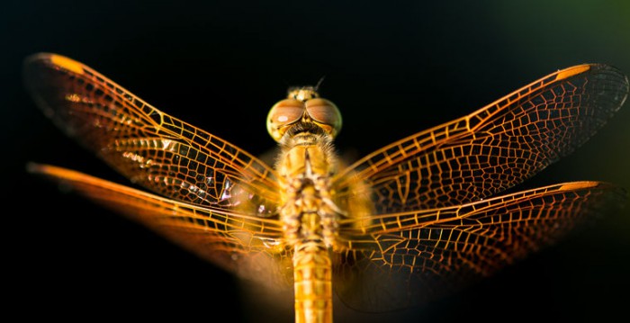 8bb4adac4aeb2c2ced630b8e8fdbd662.jpg (102.05 КБ) Просмотров: 3455 8bb4adac4aeb2c2ced630b8e8fdbd662.jpg