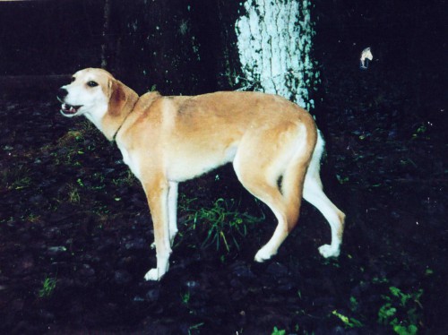 Dog1.jpg (780.03 КБ) Просмотров: 2415 Dog1.jpg