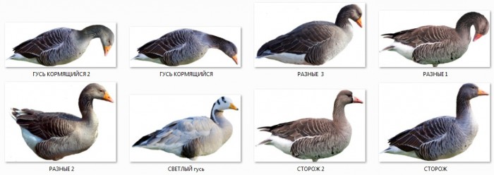 6648071.jpg (193.89 КБ) Просмотров: 5223 6648071.jpg