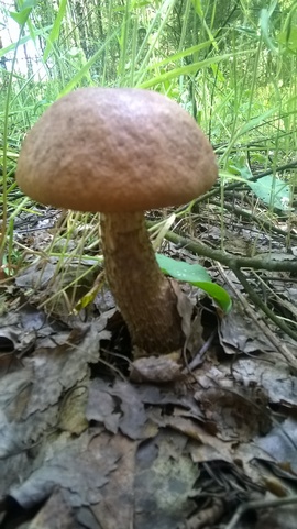 WP_20160604_10_08_47_Pro.jpg