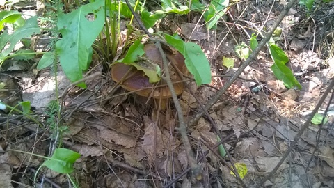 WP_20160604_10_09_51_Pro.jpg