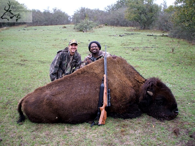 Убитый бизон. Охота на бизона с пневматикой. Пневматика Quackenbush la. Самый большой Бизон.
