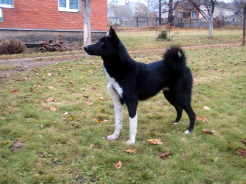 DSC01931.jpg (1.2 МБ) Просмотров: 3061 DSC01931.jpg