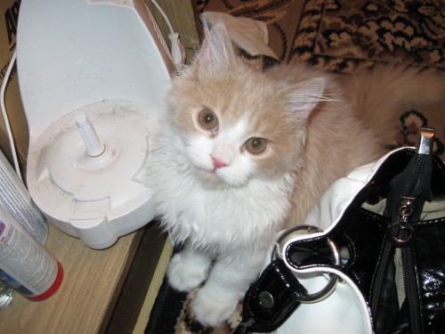 январь 2009 046.jpg