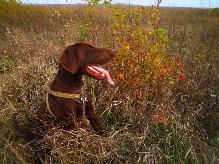 DSC04890.JPG (738.89 КБ) Просмотров: 8683 DSC04890.JPG