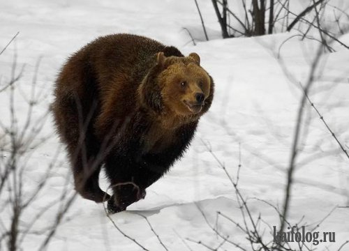Скорей пока лёд не сошёл..jpg