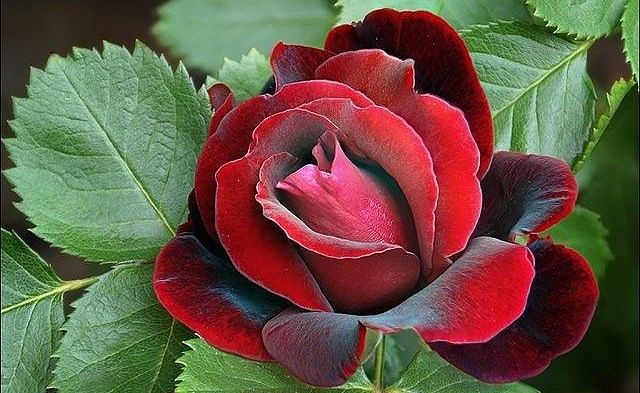 image (65).jpg