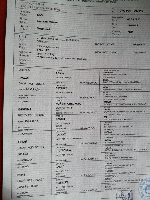 родословная Бас.jpg (942.46 КБ) Просмотров: 5544 родословная Бас.jpg