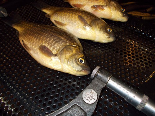 11.JPG (277.04 КБ) Просмотров: 6605 11.JPG