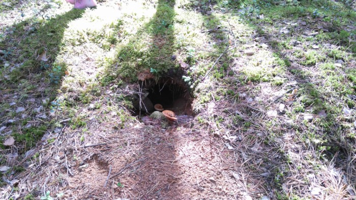 IMG_20170715_101042_1000x563.jpg (813.82 КБ) Просмотров: 10963 IMG_20170715_101042_1000x563.jpg