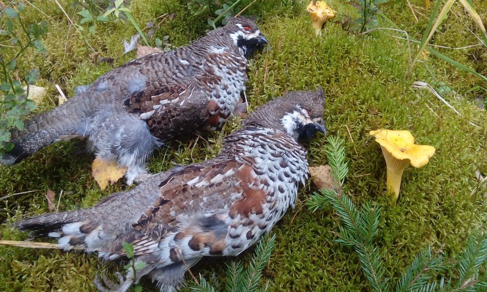 IMG_20170909_104249.jpg (1.38 МБ) Просмотров: 12141 IMG_20170909_104249.jpg