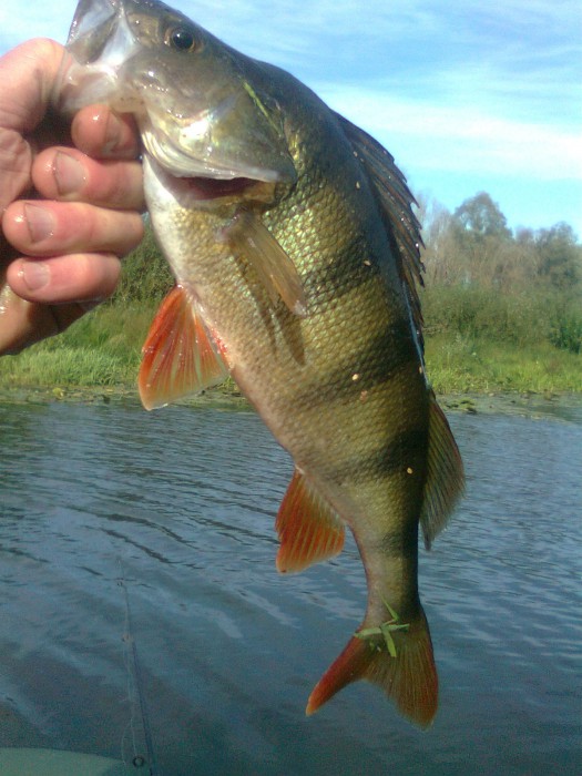 Фото0725.jpg (465.17 КБ) Просмотров: 16709 Фото0725.jpg