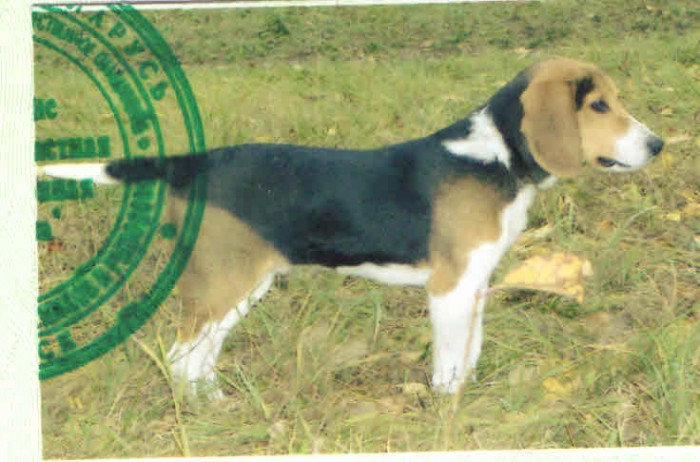 Папа Бима.jpg