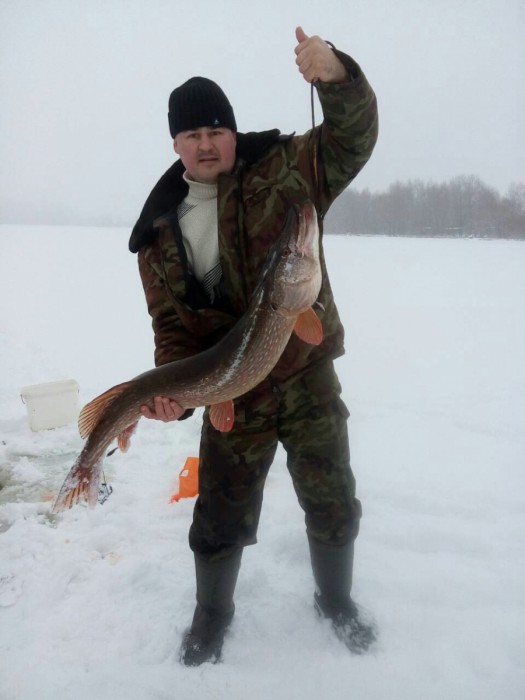 shchuka_bolshaya.jpg (423.28 КБ) Просмотров: 6223 shchuka_bolshaya.jpg