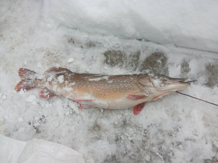 shchuka_bolshaya1.jpg (517.89 КБ) Просмотров: 6221 shchuka_bolshaya1.jpg