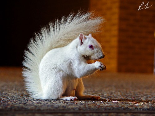 1310207642_albino-squirrel_o.jpg