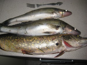 IMG_8391.JPG