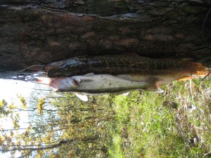 IMG_8387.JPG